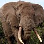 Tanzania, Sinya. Elephant charging